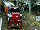 P class Co-Co diesel-electric